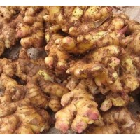 Wholesale aquar Pure Ginger Powder